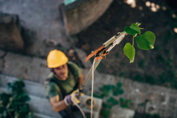 Best Tree Mulching  in Redington Beach, FL